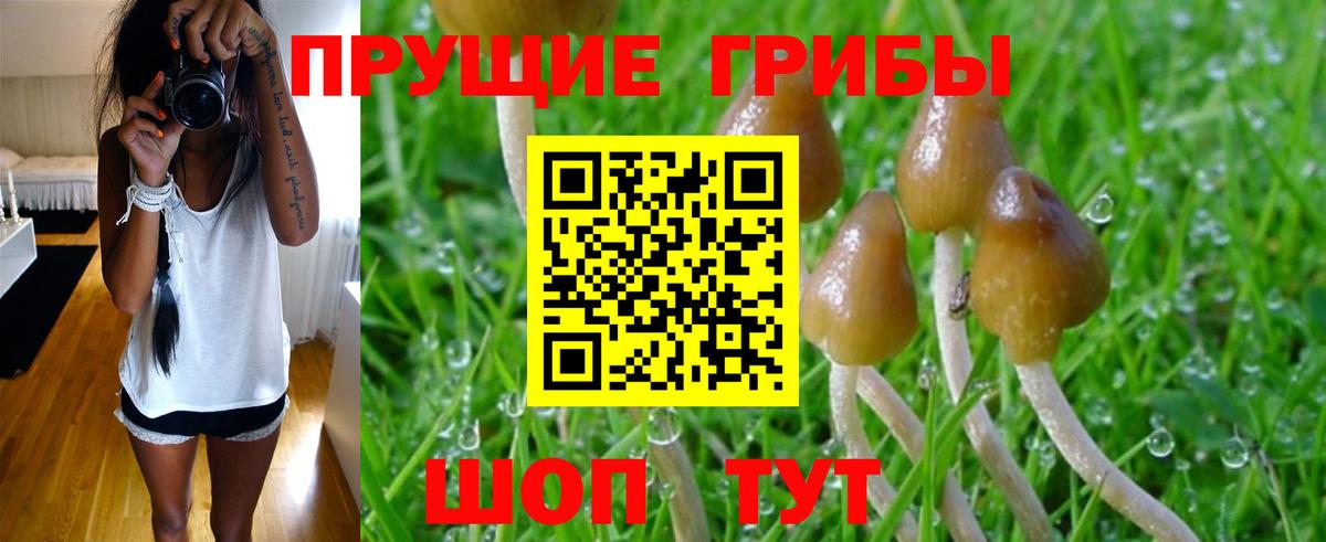 Псилоцибиновые грибы Cubensis  Вход с VPN  Куйбышев 
