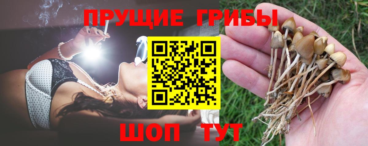 Псилоцибиновые грибы Psilocybe Куйбышев